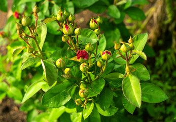 Lots of red rose buds on a Bush in the Park