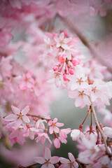 Obraz premium 枝垂れ桜