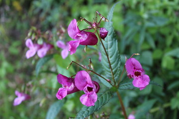 Indisches Springkraut