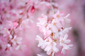 枝垂れ桜