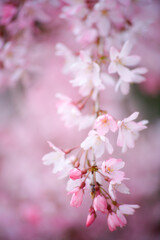 枝垂れ桜