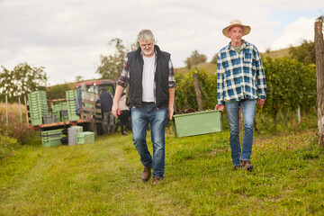 Two harvest workers carry a harvest box in the vineyard