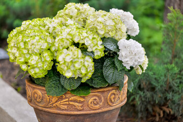 Hortesia in a large ceramic pot on the terrace
