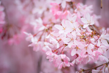 枝垂れ桜