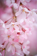枝垂れ桜