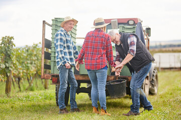 Harvest helpers load the wine harvest