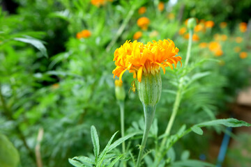 American marigold, Tagetes erecta, Orange flower in the garden soft focus and blurred background, Selectived focus, Close up