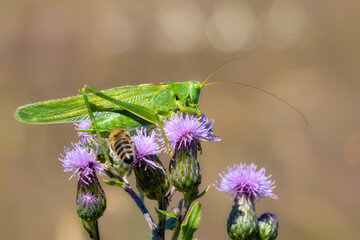 Great Green Bush Cricket and a bee sitting on creeping thistles
