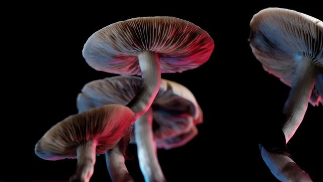 The Mexican magic mushroom is a psilocybe cubensis, a specie of psychedelic mushroom whose main active elements are psilocybin and psilocin - Mexican Psilocybe Cubensis. An adult mushroom raining spor