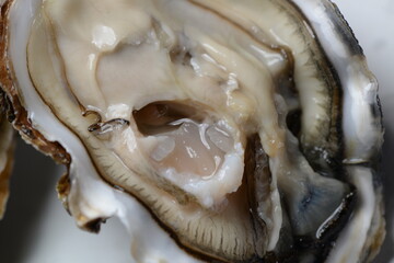 fresh open oyster ultra macro on white background
