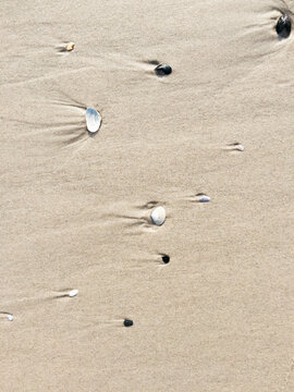 Shells on the beach
