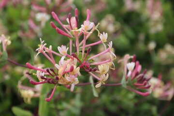 Honeysuckle flowers