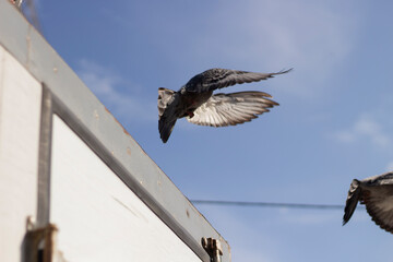 Doves on the roof of the car.