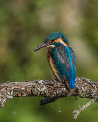 Eisvogel (Alcedo atthis)