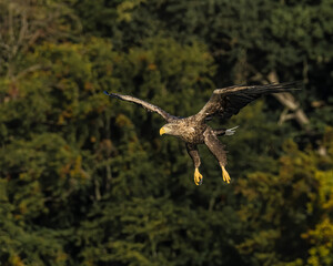 White-tailed eagle