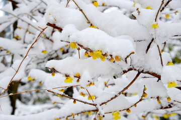 美しき蝋梅に雪が積もって