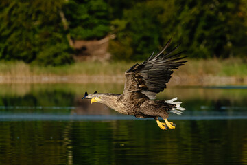 White-tailed eagle