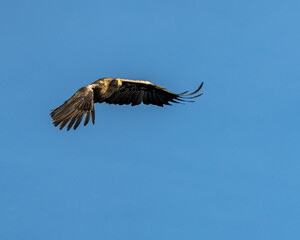 White-tailed eagle