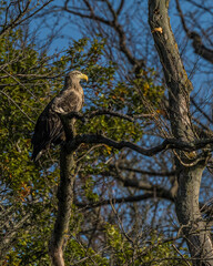White-tailed eagle