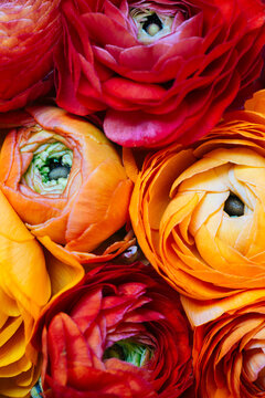 Bouquet of red and orange ranunculus shot from above