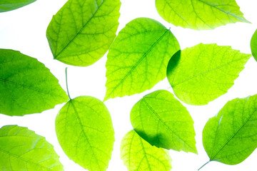 green leaves of a tree on a white background, bright green colors