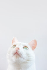 Portrait of a white cat with green eyes close-up on a light background. Cute funny pet...