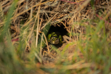 Obraz premium close up of green lizard