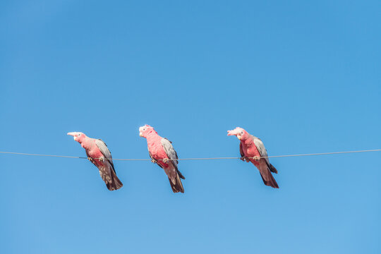 Australian pink galahs on a wire