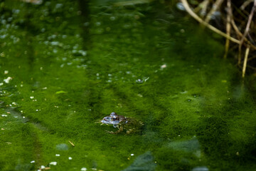 Close up of frogs in the green pond 