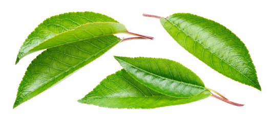 Cherry leaf isolated. Cherri leaves on white background. Sour cherry leaf set on white. Full depth of field.