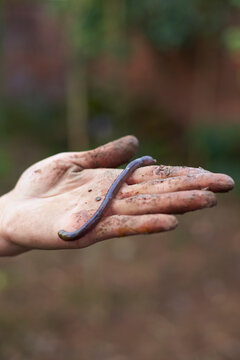 one earthworm in hand