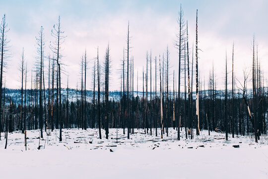 A previously burned area of a forest.