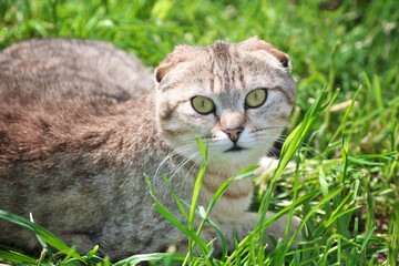 Cat on the grass