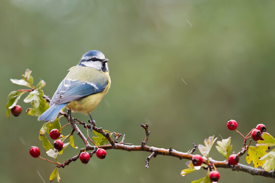Blue tit on a rainy afternoon.Perched on a beautiful hawthorn.