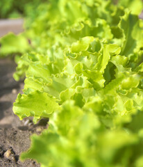 Lettuce leafs in the garden bed