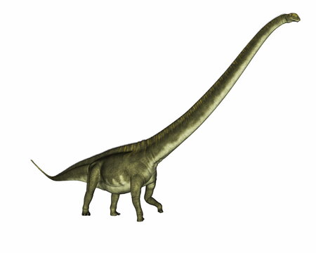 Mamenchisaurus dinosaur walking isolated in white background - 3D render
