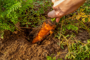 Close-up of a woman's hand pulling a carrot out of the ground close-up. harvest in the fall.