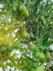 Olives in the tree