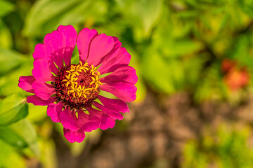 Obraz premium Pink zinnia elegance, known as youth and age, ordinary zinnia or elegant zinnia. Beautiful background of pink zinnia flowers, copy space.