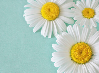 Daisy flowers on a green background