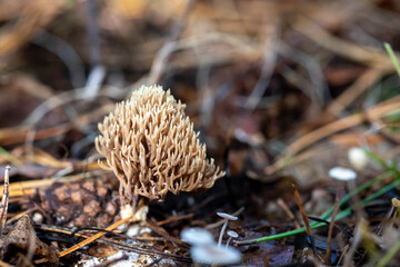 White Coral Fungus - Clavulina cristata sometimes called crested coral fungus in the forest, selective focus