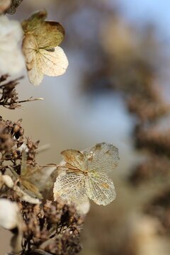 Dried hortensia flower after winter