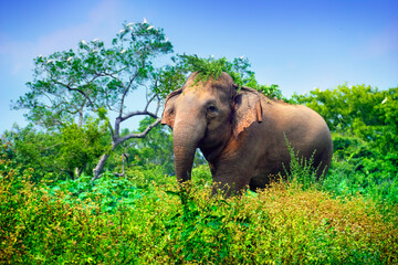 Fototapeta na wymiar Young indian elephant among high green grass in tropical rain forest against the background of blue sky, Minneriya (Minneria) national park, Sri Lanka, South Asia