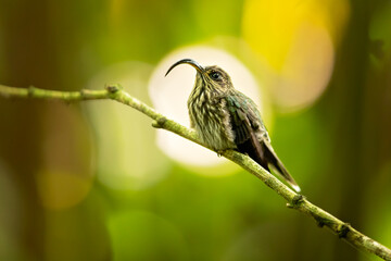 The white-tipped sicklebill (Eutoxeres aquila) is a species of hummingbird in the family Trochilidae. It is found in Costa Rica and Panama of Central America, and Colombia, Ecuador, and far  Peru