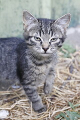 homeless not purebred ordinary cat