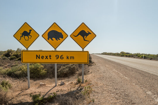 Naklejki road sign in Australia warning of camels, wombats and kangaroos