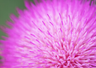 Pink flower macro