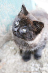 homeless not purebred ordinary cat