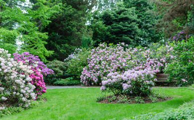 Beautiful botanical landscape with blooming rhododendrons, trees, walkside and bench. Spring background.