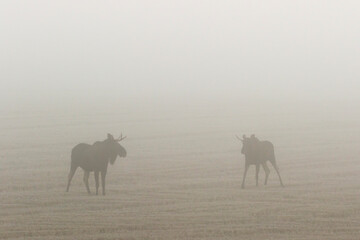 Naklejka na ściany i meble Bull moose on a stubble field in autumn fog one morning